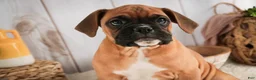 Boxer dogs for sale: Tracker - Ad 5