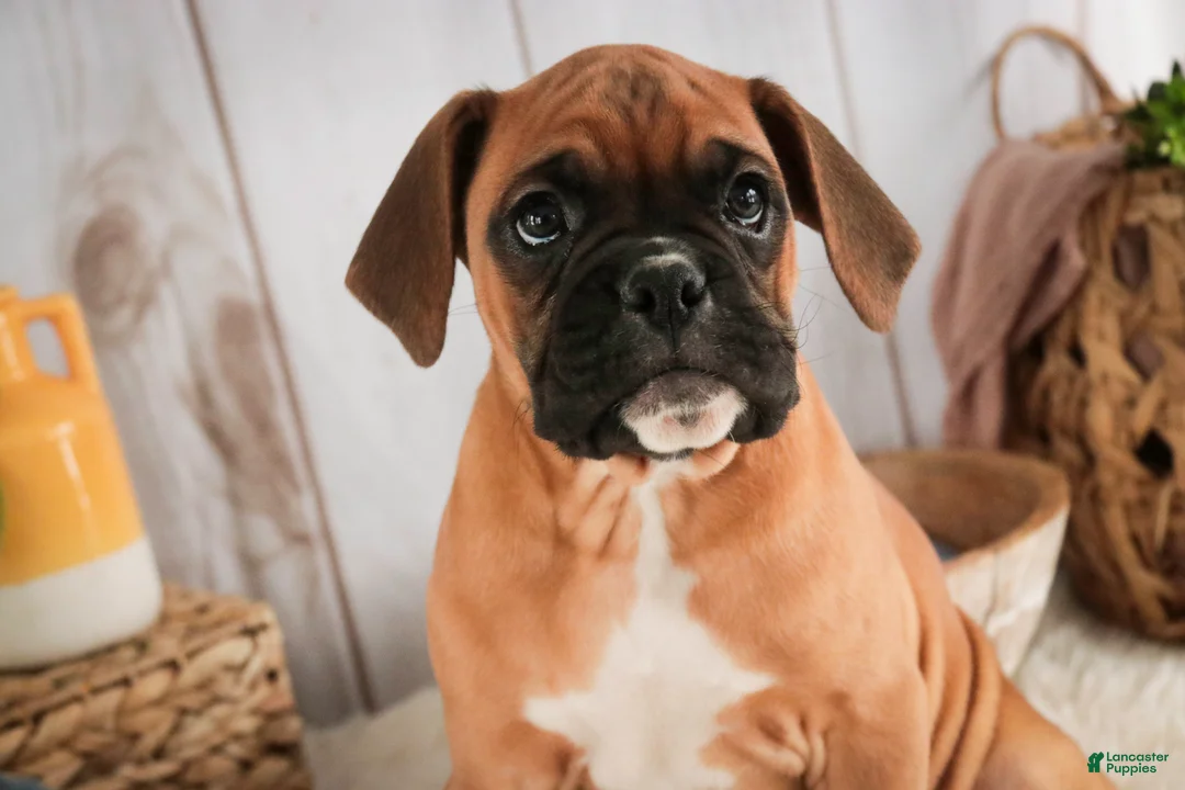 Boxer dogs for sale: Tracker - Ad 5