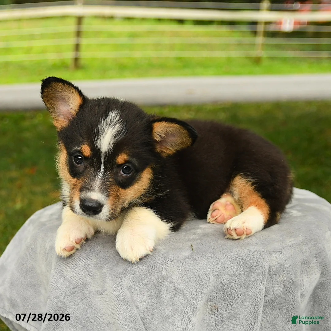 Welsh Corgi Pembroke dogs for sale: Rosie - Ad 3
