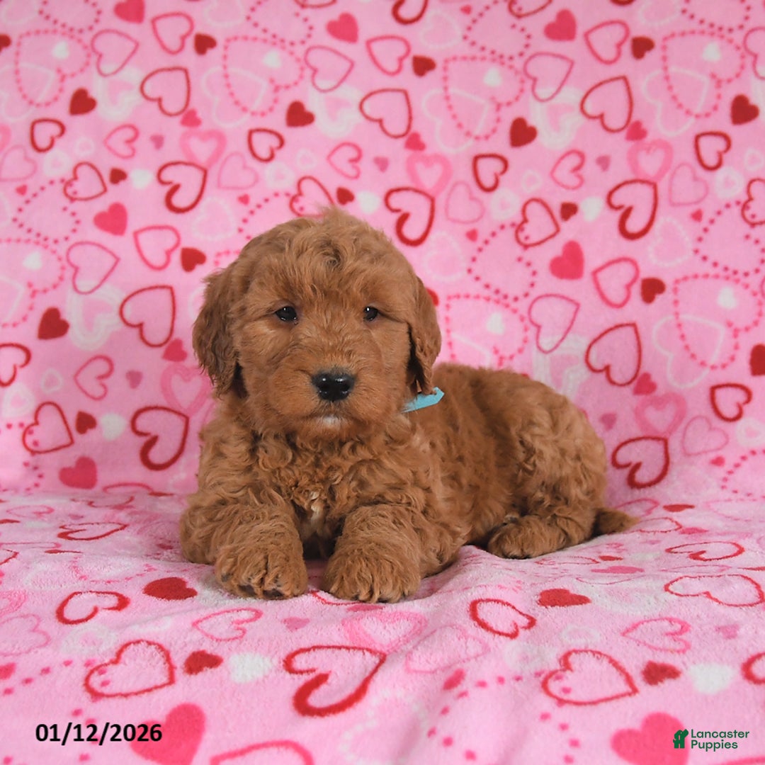 Goldendoodle dogs for sale: Buddy - Ad 5
