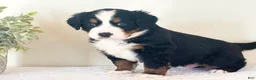 Bernese Mountain Dog dogs for sale: Bernese Mountain Dog Puppy 1 - Ad 4