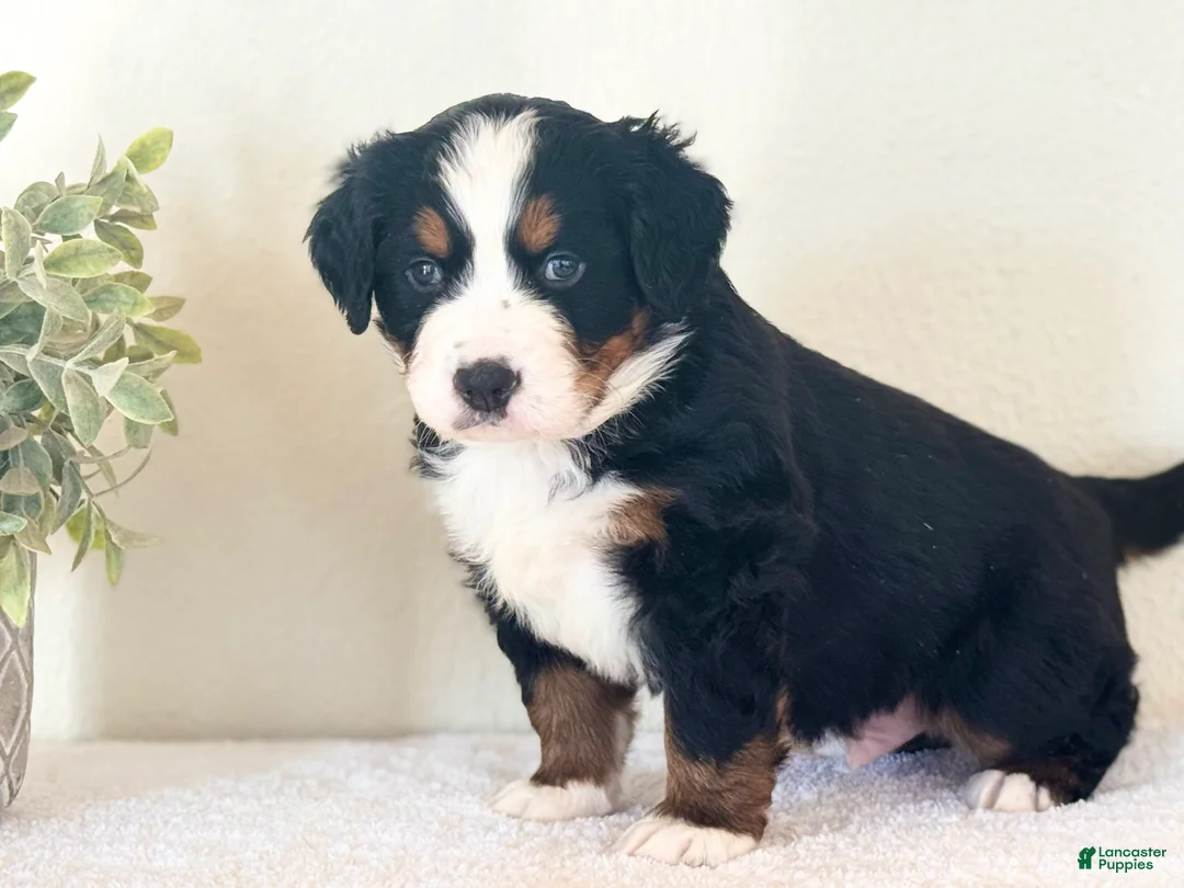 Bernese Mountain Dog dogs for sale: Bernese Mountain Dog Puppy 1 - Ad 4
