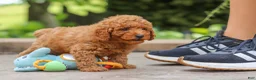 Miniature Poodle dogs for sale: Karter - Ad 5