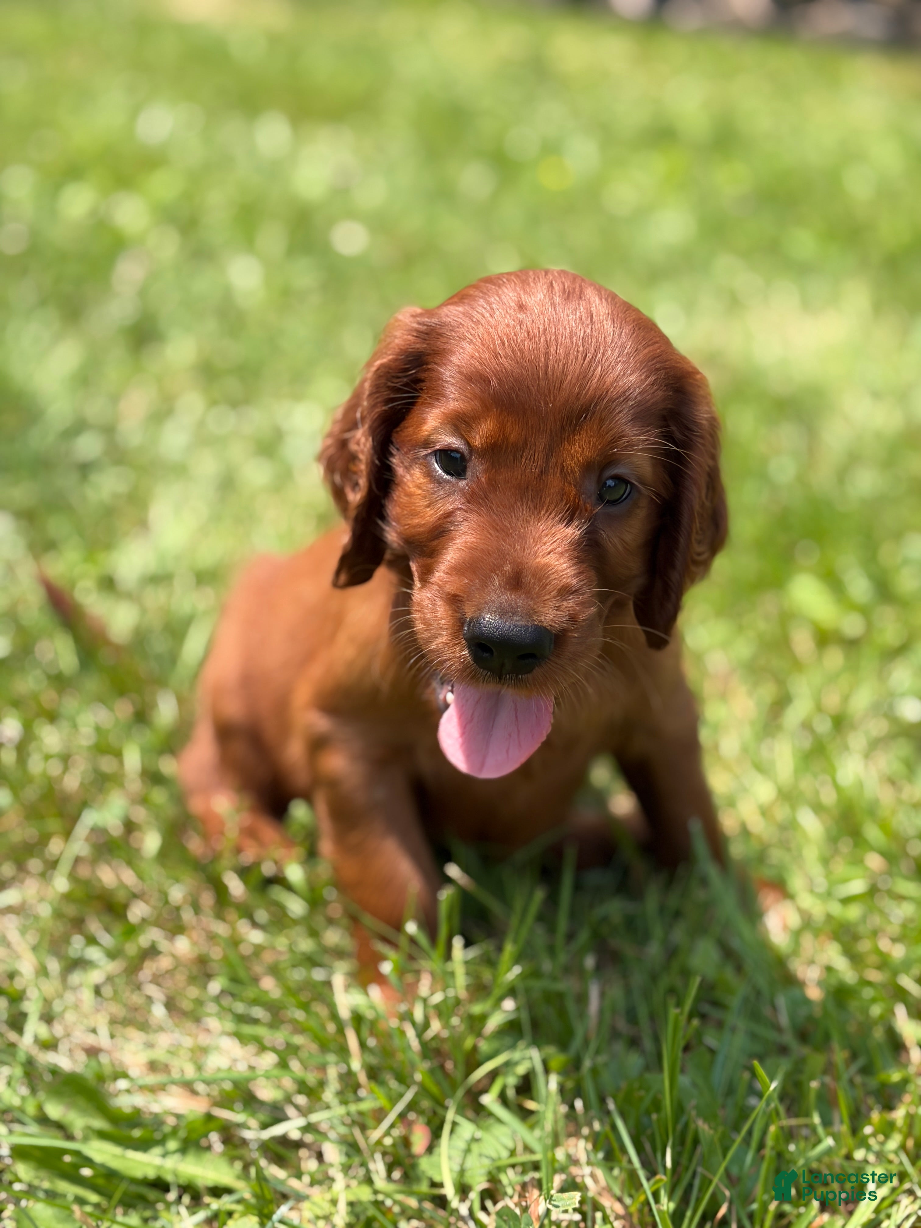 Irish Setter dogs Black collar - Ad 19