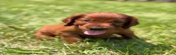 Irish Setter dogs for sale: Black collar - Ad 1