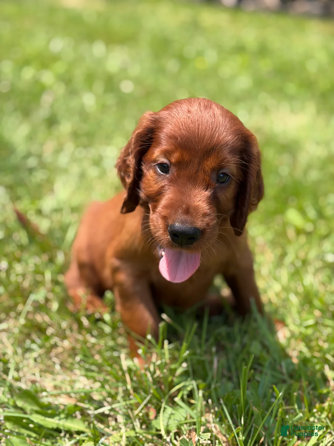 Irish Setter dogs for sale: Black collar - Ad 1