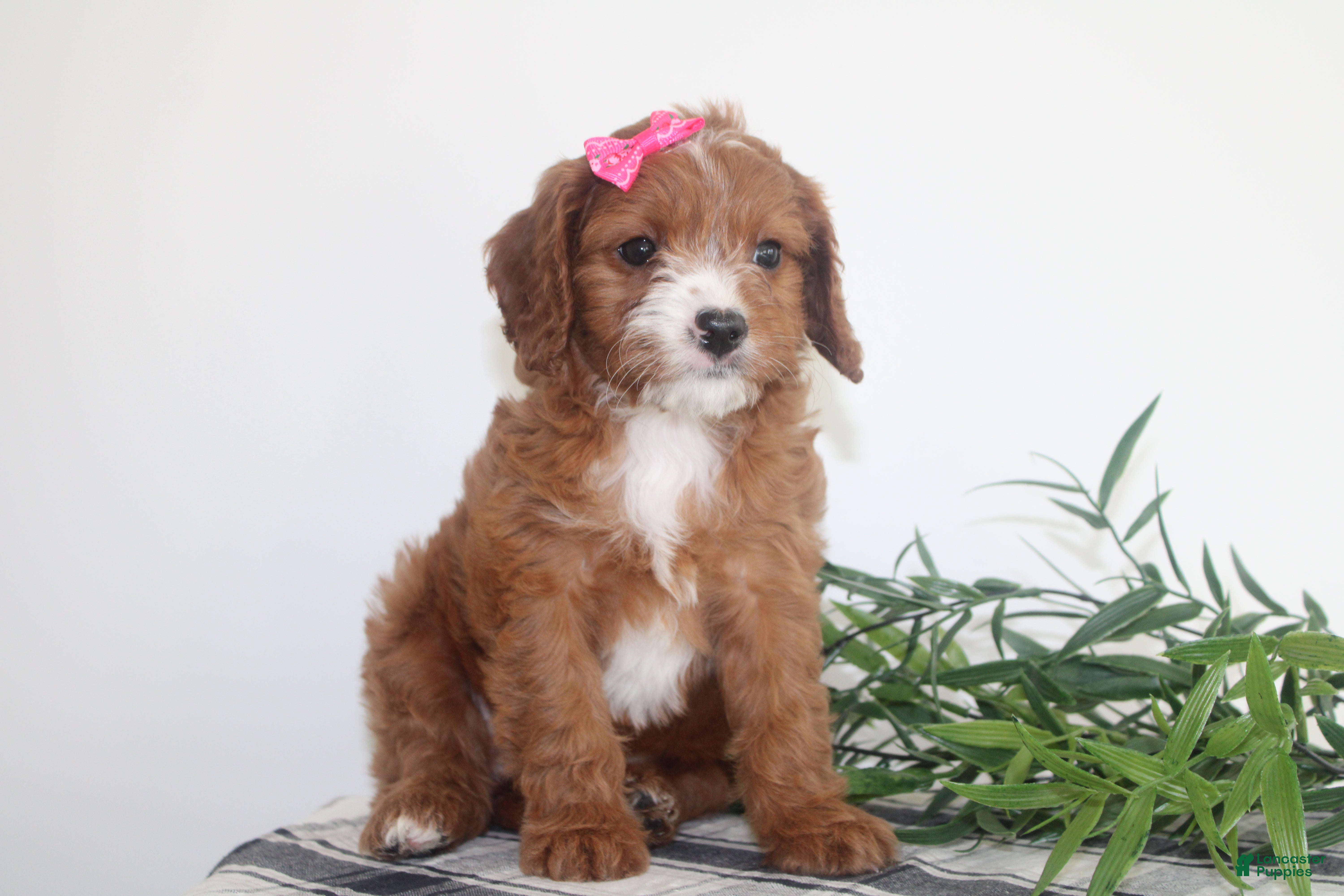 Cavapoo dogs Kenlie - Ad 2