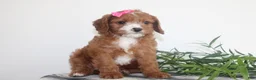 Cavapoo dogs for sale: Kenlie - Ad 2