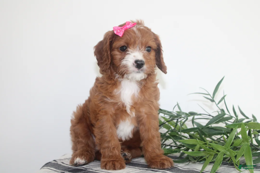 Cavapoo dogs for sale: Kenlie - Ad 2