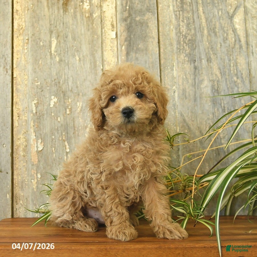 Maltipoo dogs Jeffery  - Ad 1