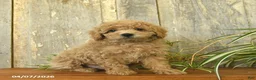 Maltipoo dogs for sale: Jeffery  - Ad 1