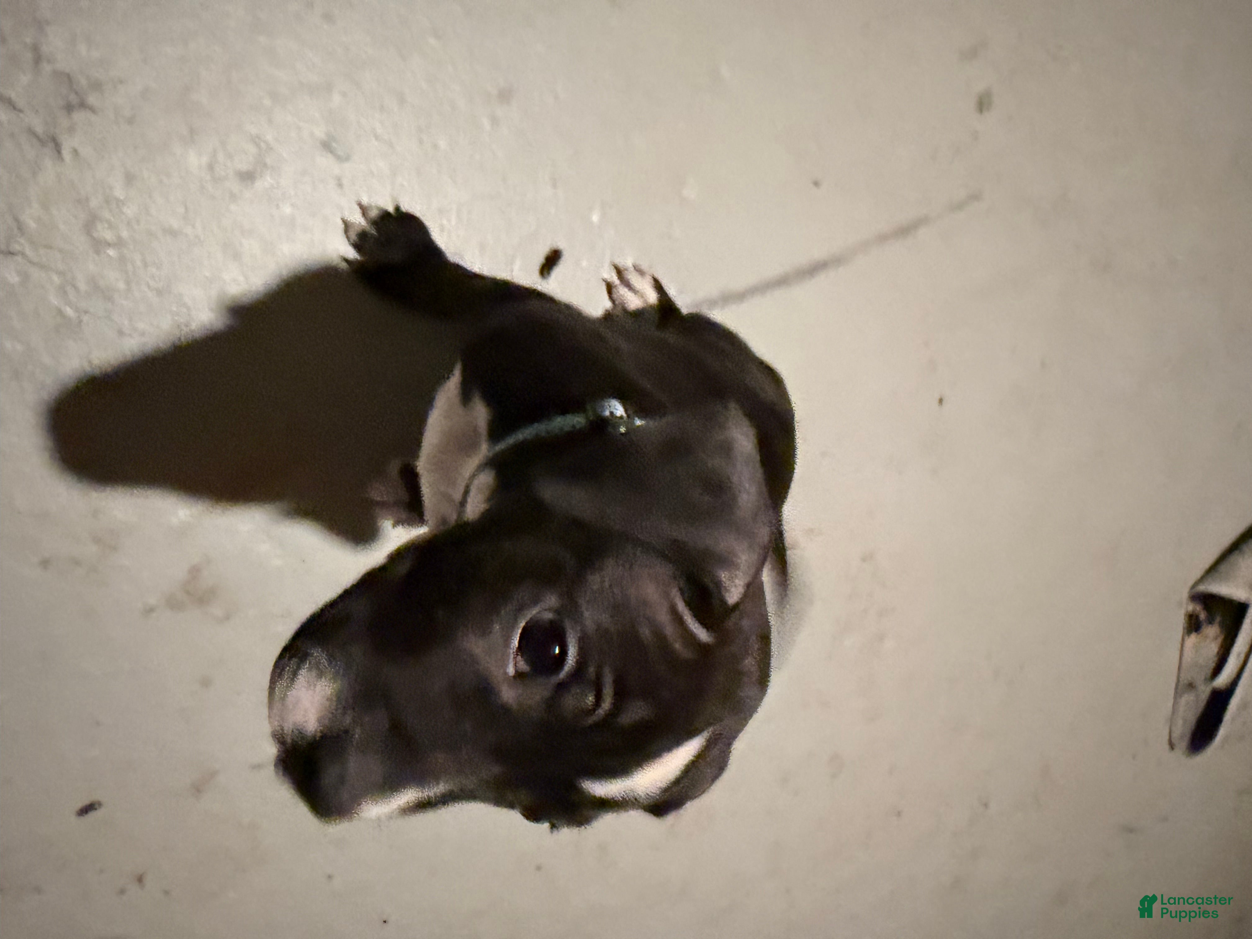 American Bully dogs Dior - Ad 21