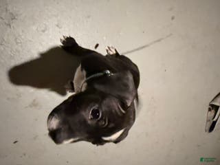 American Bully dogs Dior - Ad 30