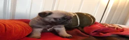 Pug dogs for sale: Pug 2 Trigger - Ad 5