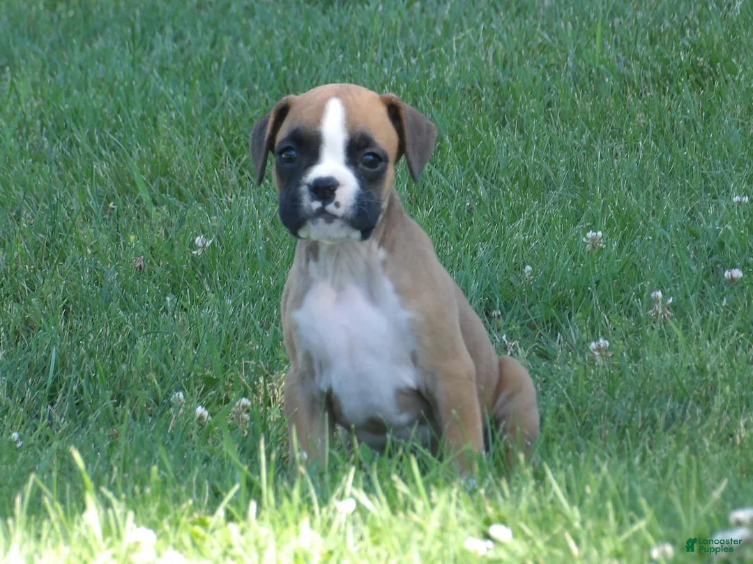 Boxer dogs for sale: Liz - Ad 2