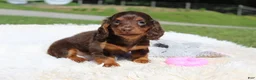 Miniature Dachshund dogs for sale: Olivia - Ad 3