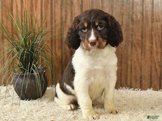 English Springer Spaniel dogs Flasher - Ad 6