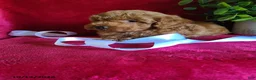 Miniature Poodle dogs for sale: Chloe - Ad 3