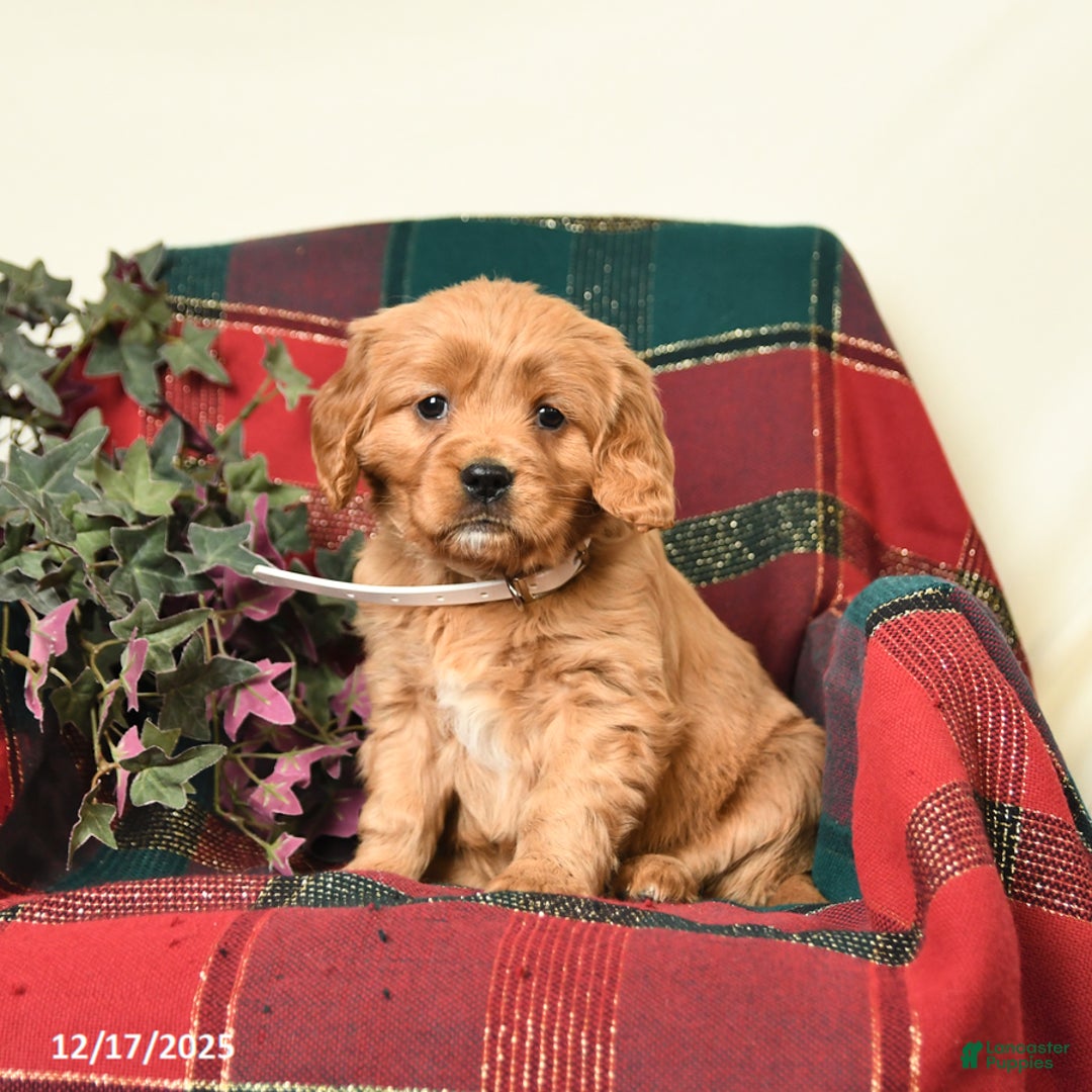 Miniature Golden Retriever dogs for sale: Beauty - Ad 1