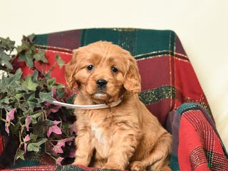 Miniature Golden Retriever dogs Beauty - Ad 15