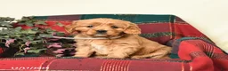 Miniature Golden Retriever dogs for sale: Beauty - Ad 1