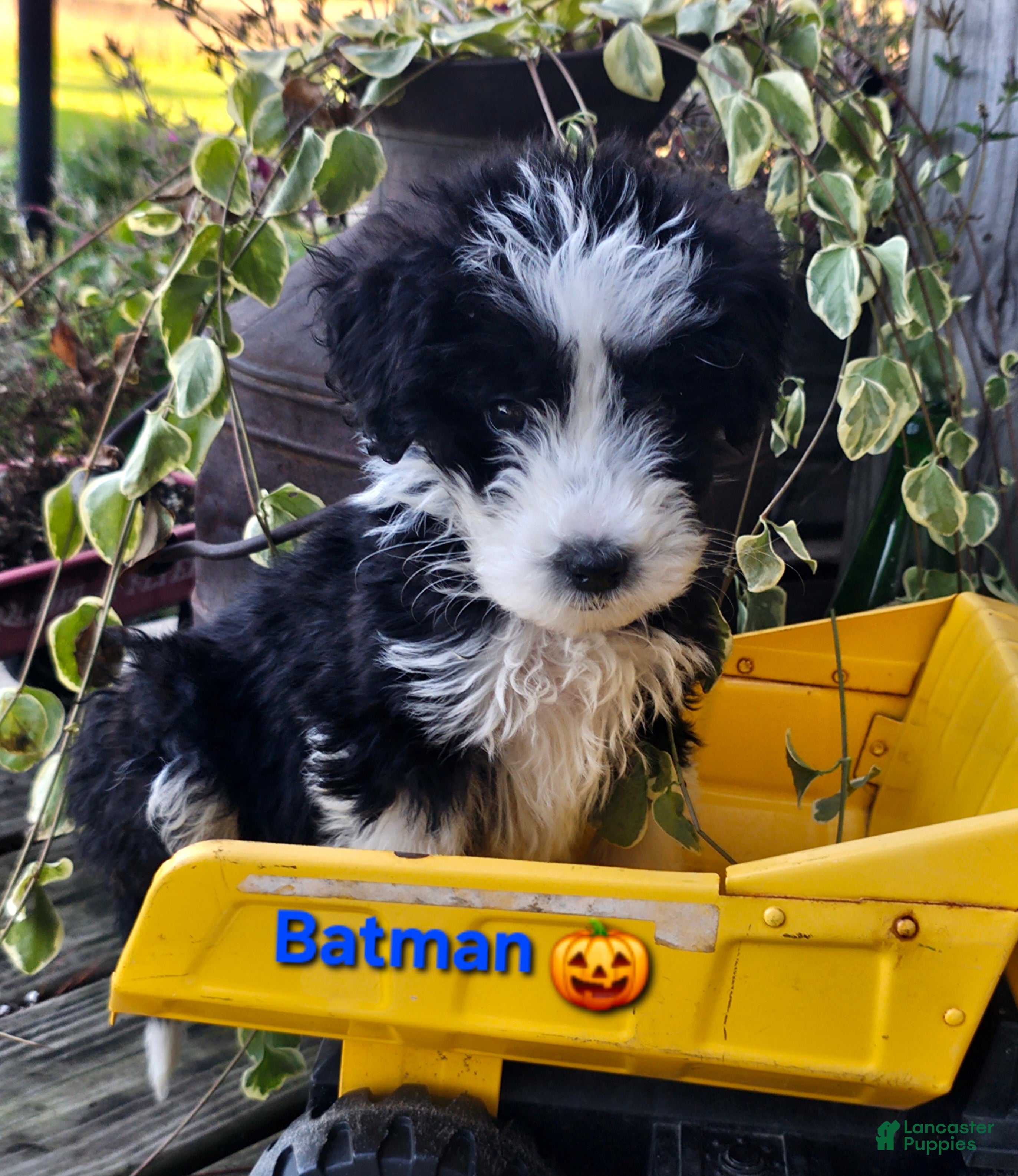 Aussiedoodle dogs for sale: Batman  - Ad 1