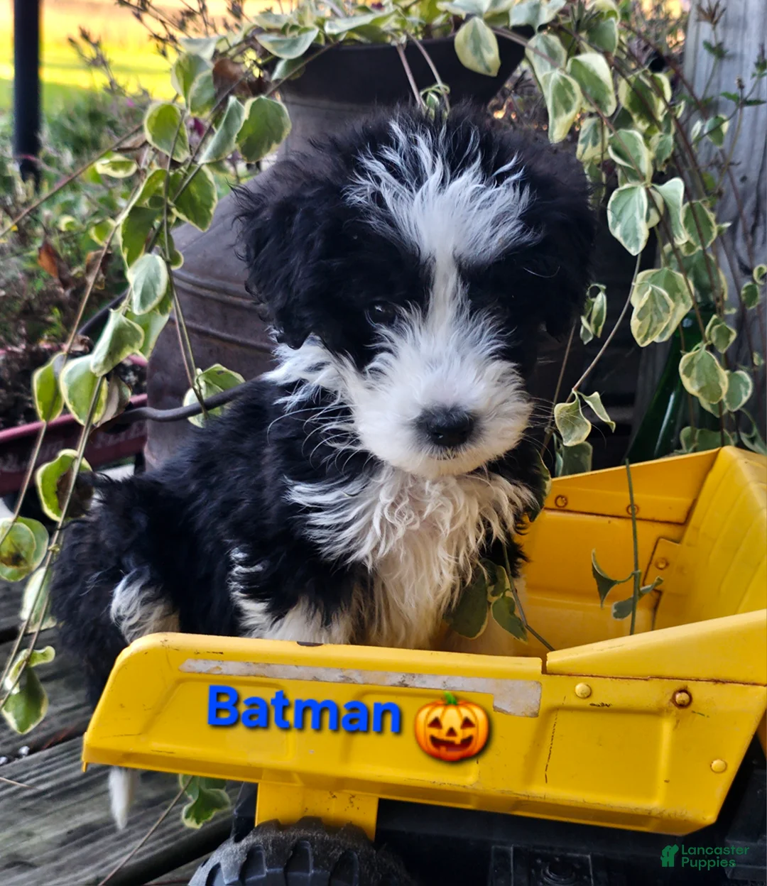 Aussiedoodle dogs for sale: Batman  - Ad 1