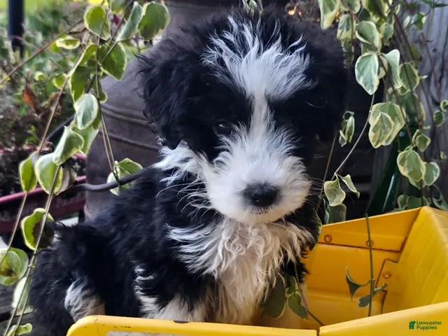 Aussiedoodle dogs for sale: Batman - Ad 1