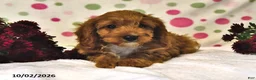 Cavapoo dogs for sale: Pumpkin - Ad 5
