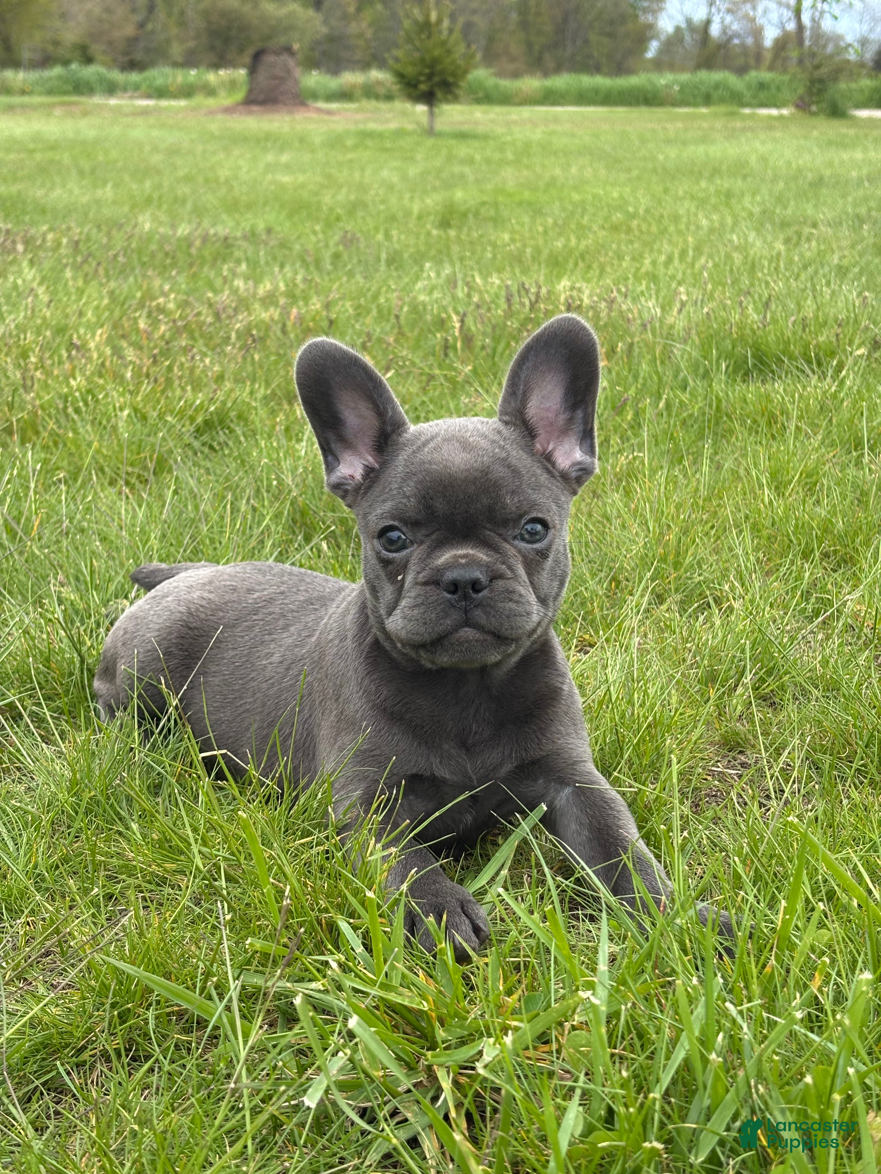 French Bulldog dogs Hope - Ad 1