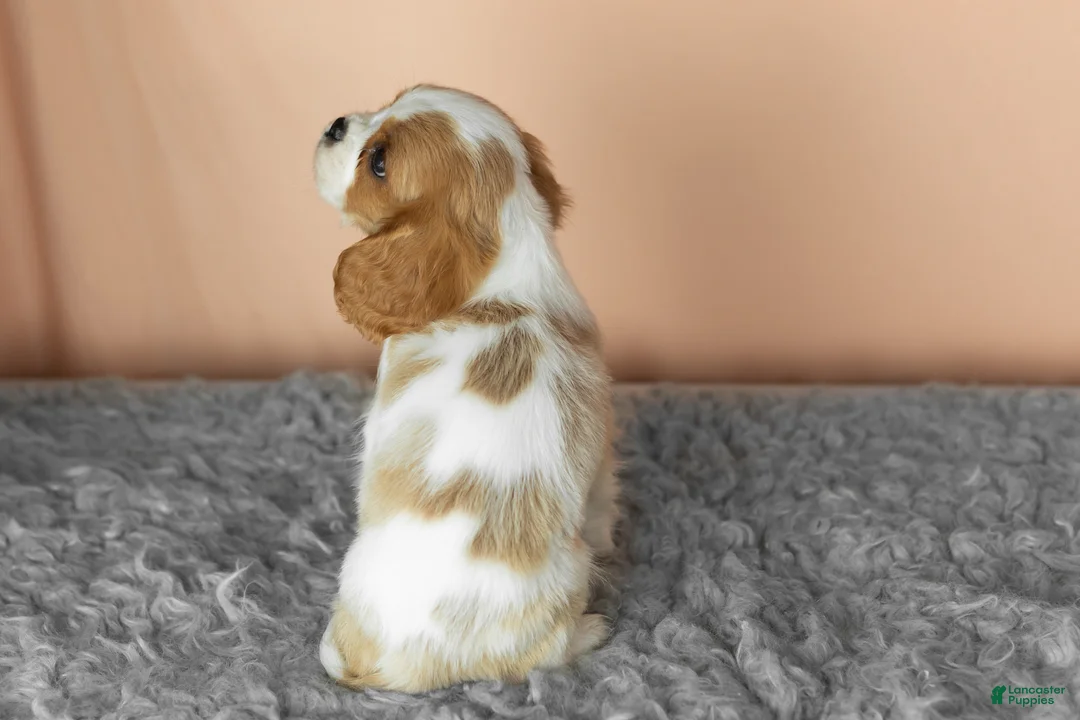 Cavalier King Charles Spaniel dogs for sale: Leo  - Ad 4