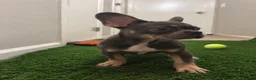 French Bulldog dogs for sale: French Bulldog 1 - Ad 3