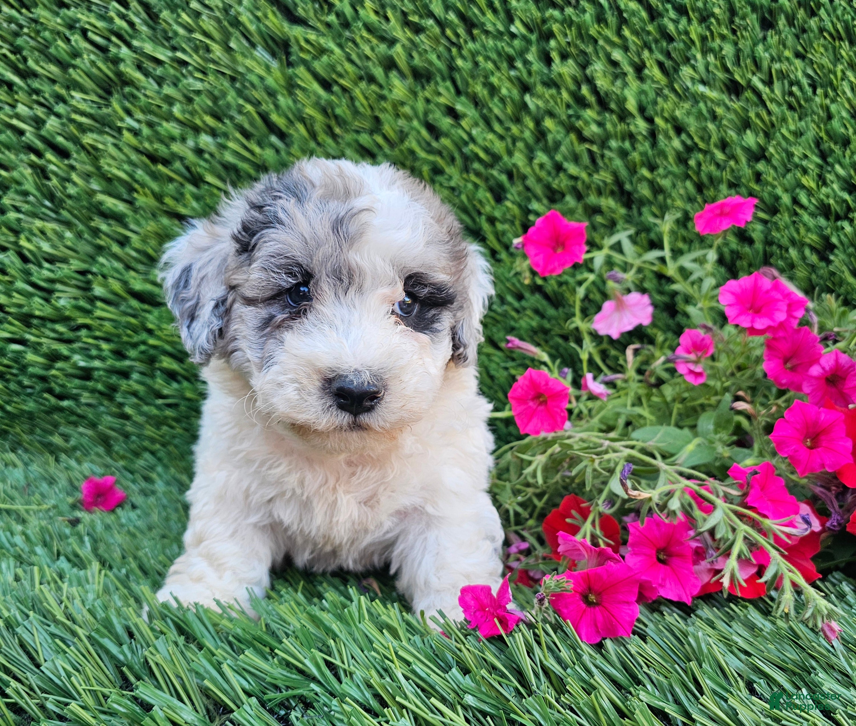F1b Mini Sheepadoodle Puppies for sale Lancaster Puppies