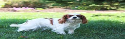 Cavapoo dogs for sale: Dolly - Ad 12