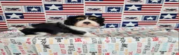 Cavalier King Charles Spaniel dogs for sale: Zoro - Ad 4