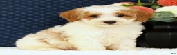 Bichpoo dogs for sale: Ernie - Ad 1