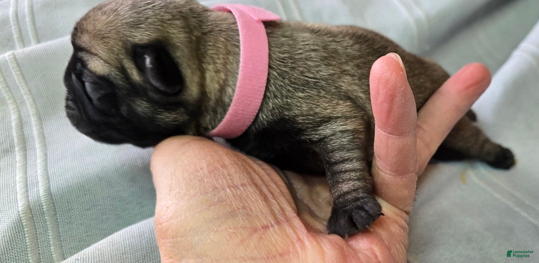 Pug dogs for sale: Jeannie - Ad 11