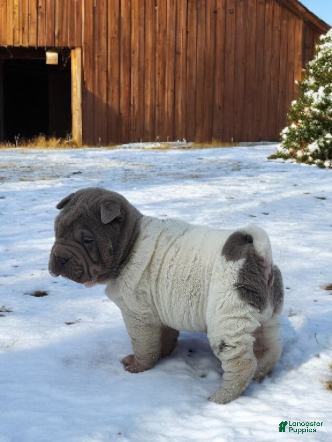 Shar Pei dogs for sale: Lilly lilac flower mini  - Ad 4