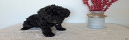 Mini Bernedoodle dogs for sale: Vince - Ad 7