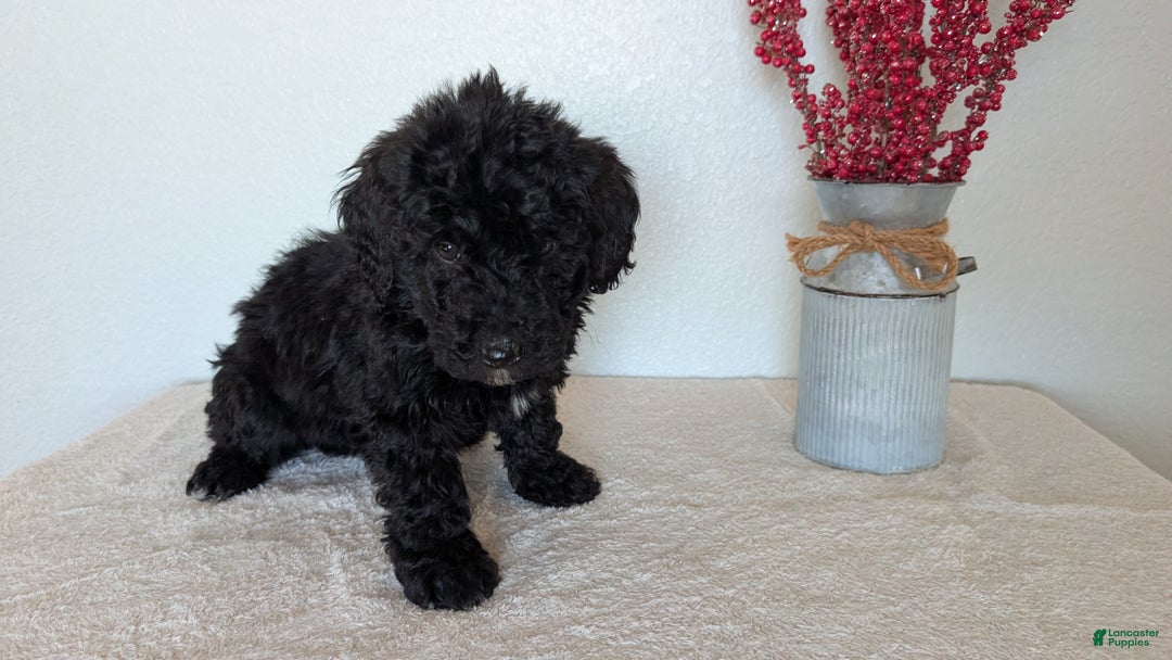 Mini Bernedoodle dogs for sale: Vince - Ad 7