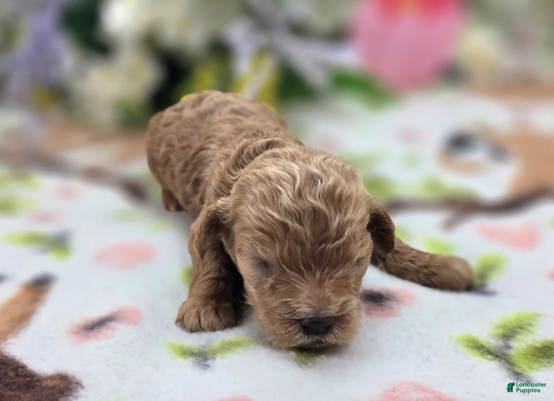 Cockapoo dogs for sale: Girdle - Ad 1
