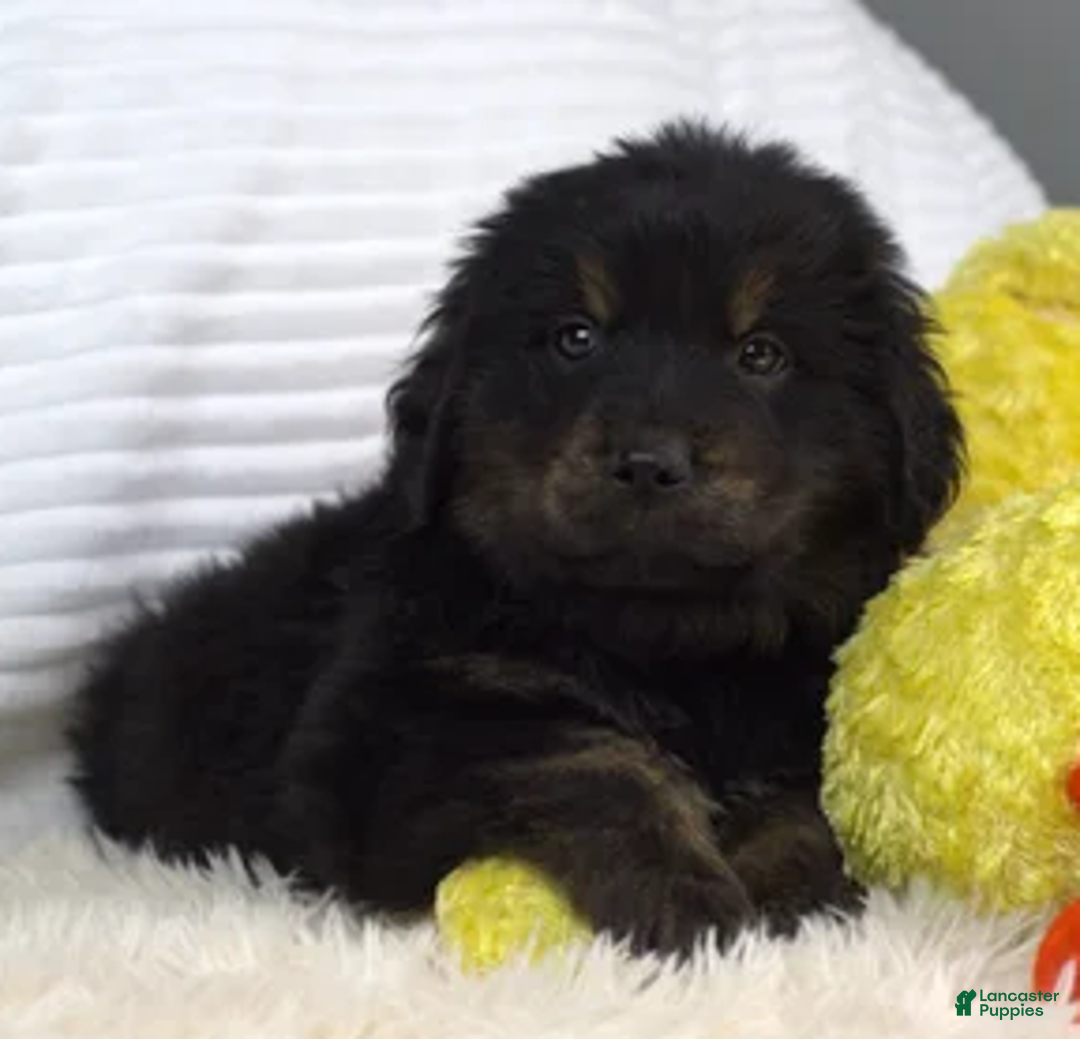 Mixed Breed dogs for sale: Glacier - Ad 6