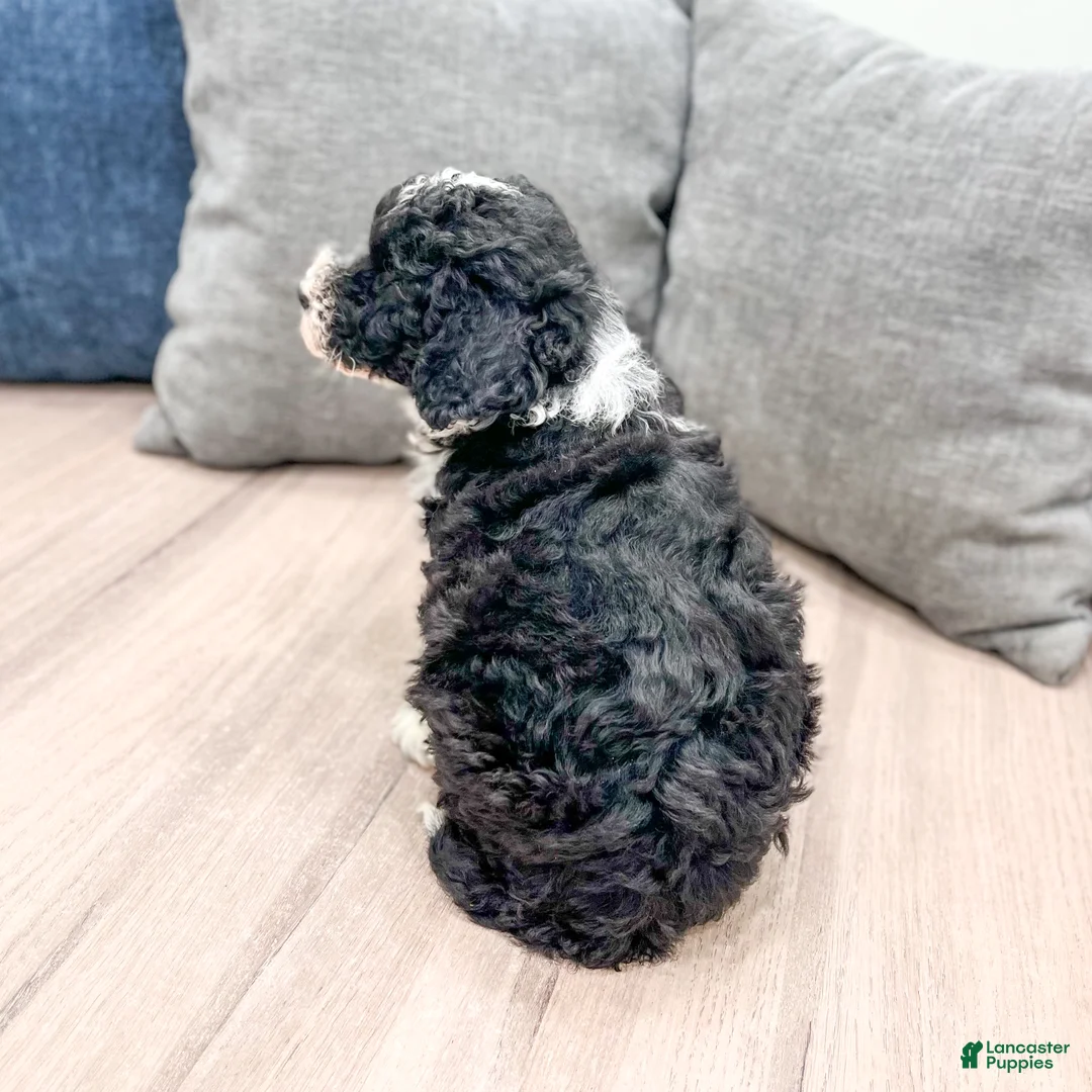 Aussiedoodle dogs for sale: Buddy - Ad 7