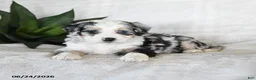Bernedoodle dogs for sale: Luna  - Ad 4