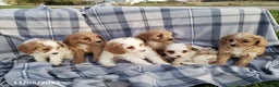 Cavapoo dogs for sale: Bella   - Ad 6