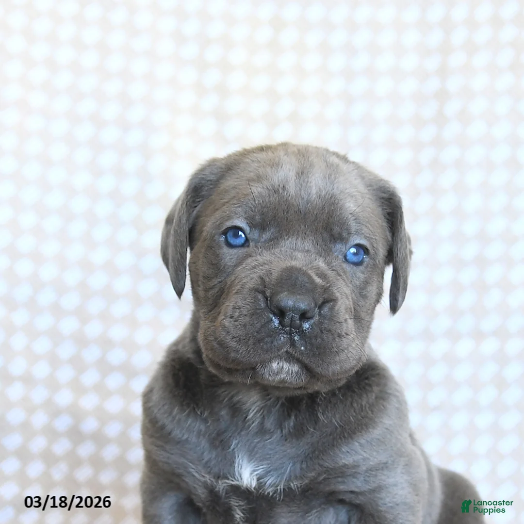 Cane Corso dogs for sale: Chiffon - Ad 2