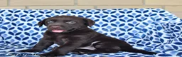 Labrador Retriever dogs for sale: Callie - Ad 4
