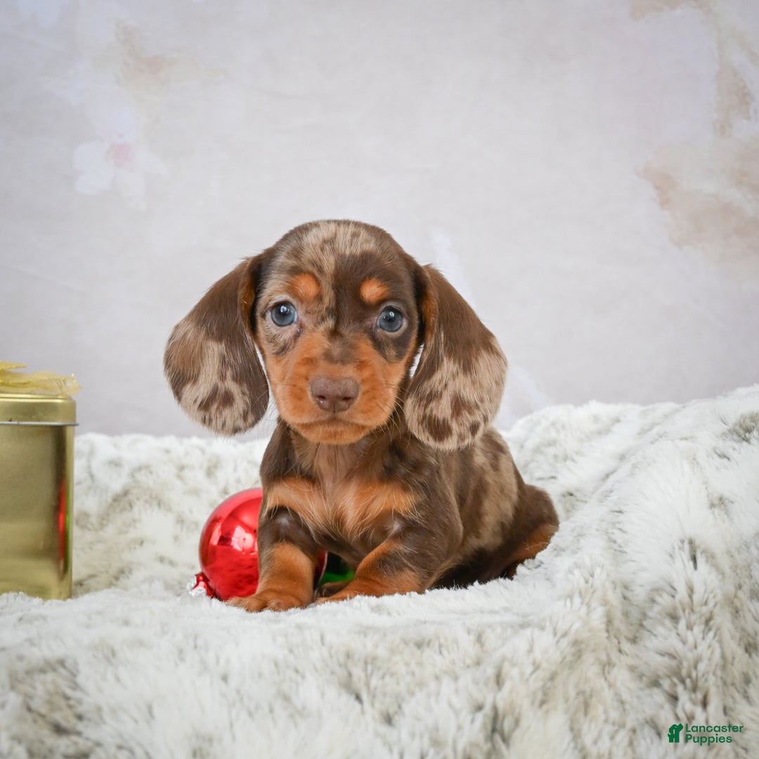 Miniature Dachshund dogs for sale: Mateo - Ad 6