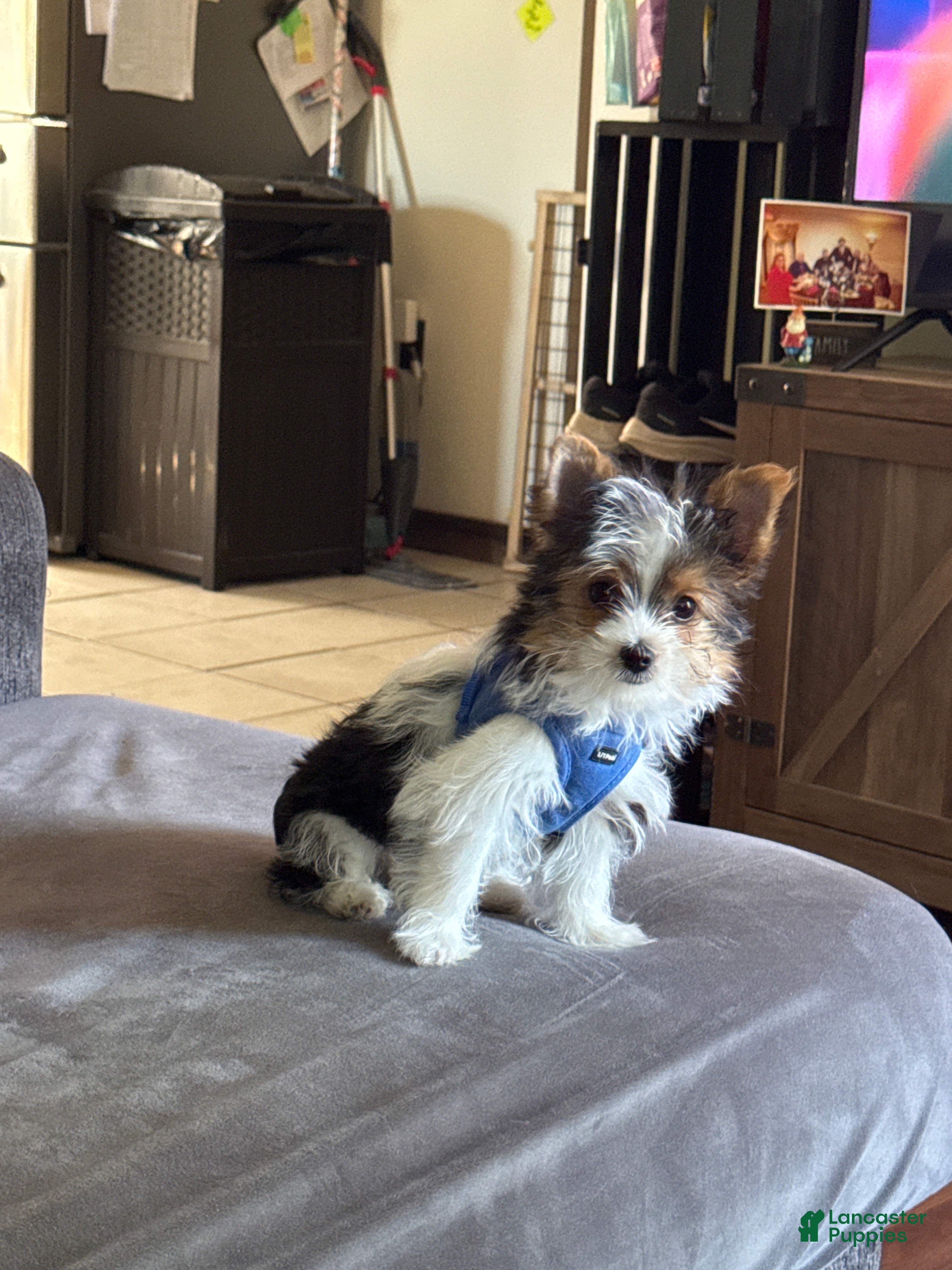 Yorkshire Terrier dogs Yorkshire Terrier Ripley  - Ad 1