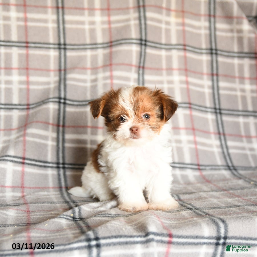 Shorkie dogs Lady - Ad 1